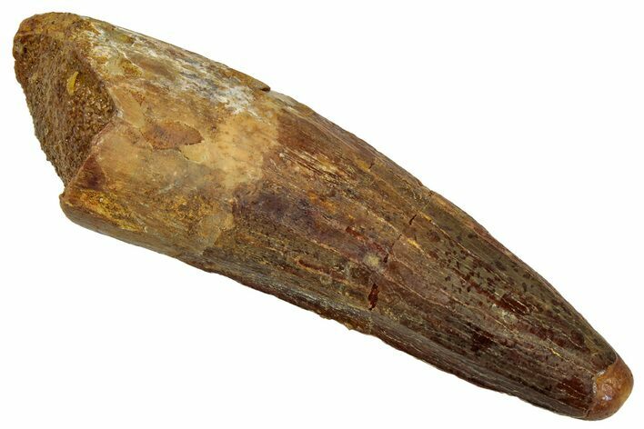 Fossil Spinosaurus Tooth - Real Dinosaur Tooth #329660